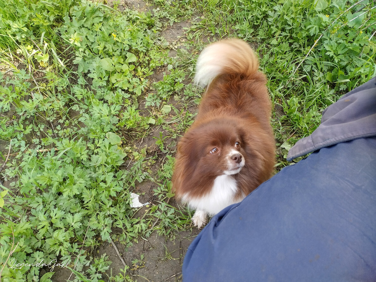 Поньке тоже ветер не нравится. "Папа, возьми меня на ручки!"