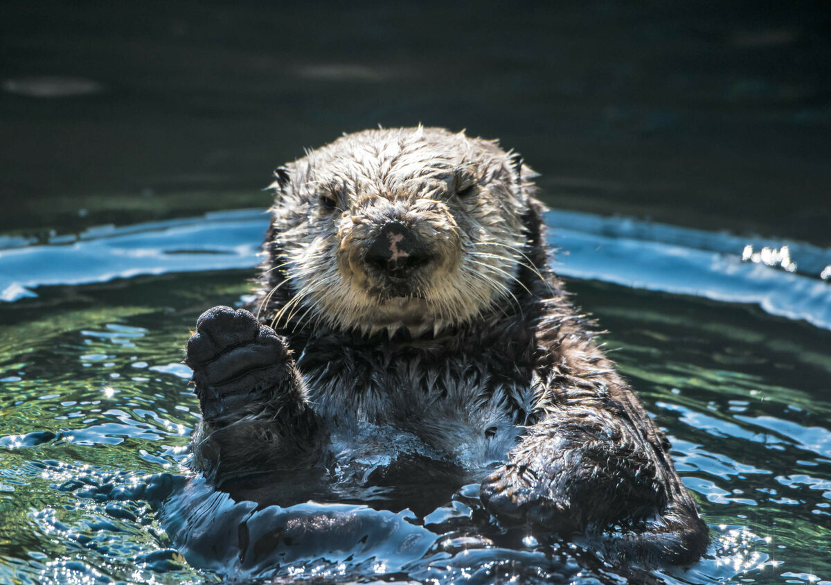 Ученые бьют тревогу: за последние 10 лет численность каланов в России сократилась на 75%. Фото: Mark Newman / Getty Images