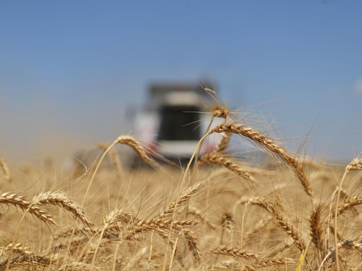    Уборка пшеницы в Ставропольском крае© РИА Новости / Дмитрий Степанов