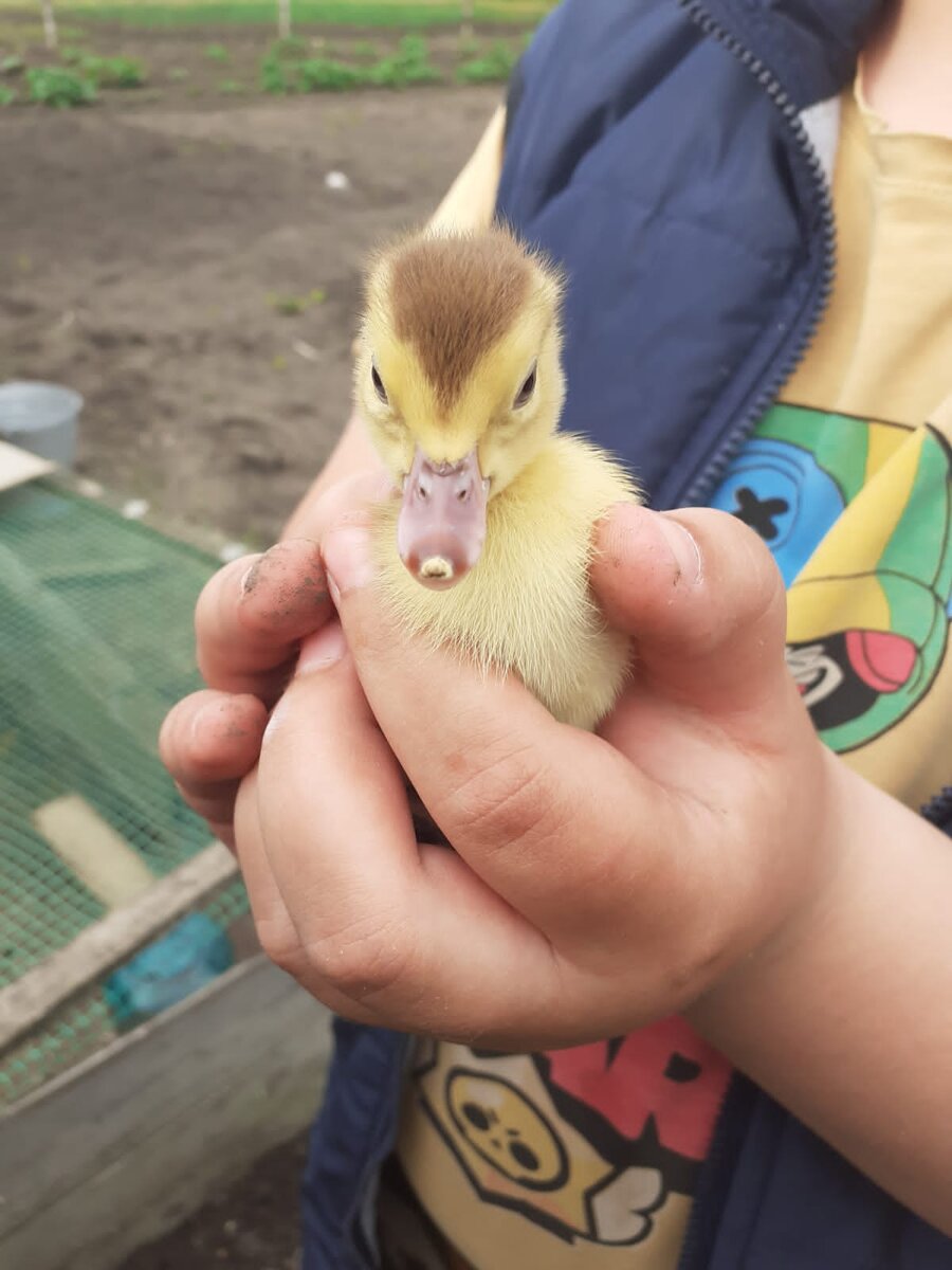Младший сынок держит утёночка