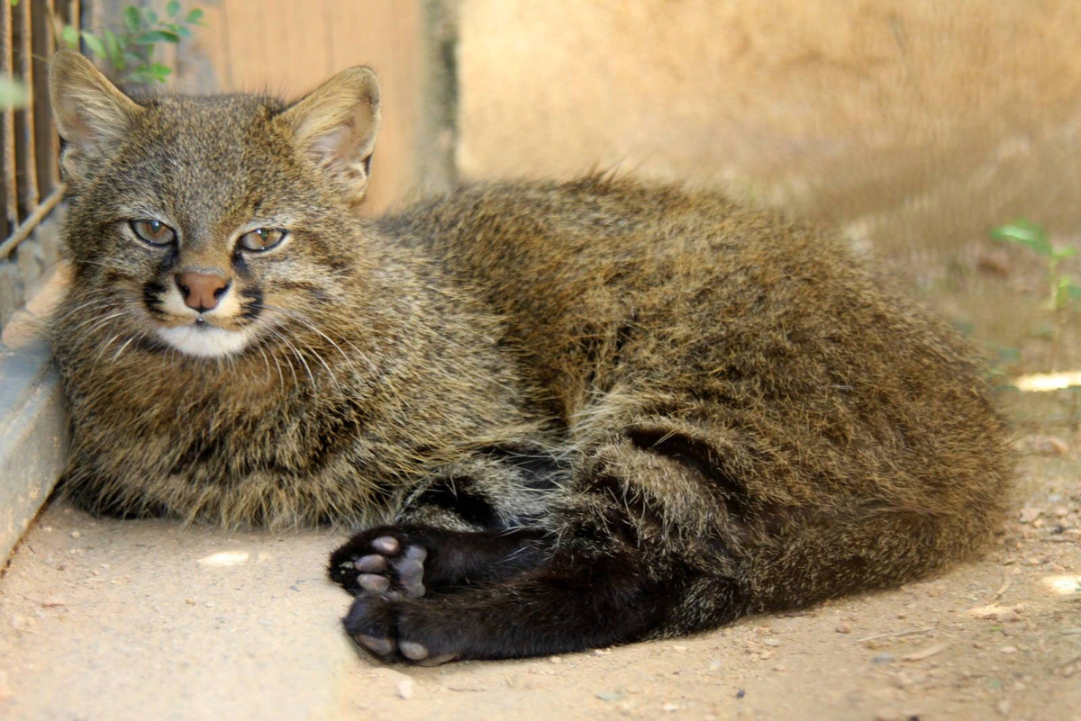 🐱Колоколо - пампасская кошка: что за зверь такой, откуда родом, внешность  и характер | Нос, хвост, лапы | Дзен