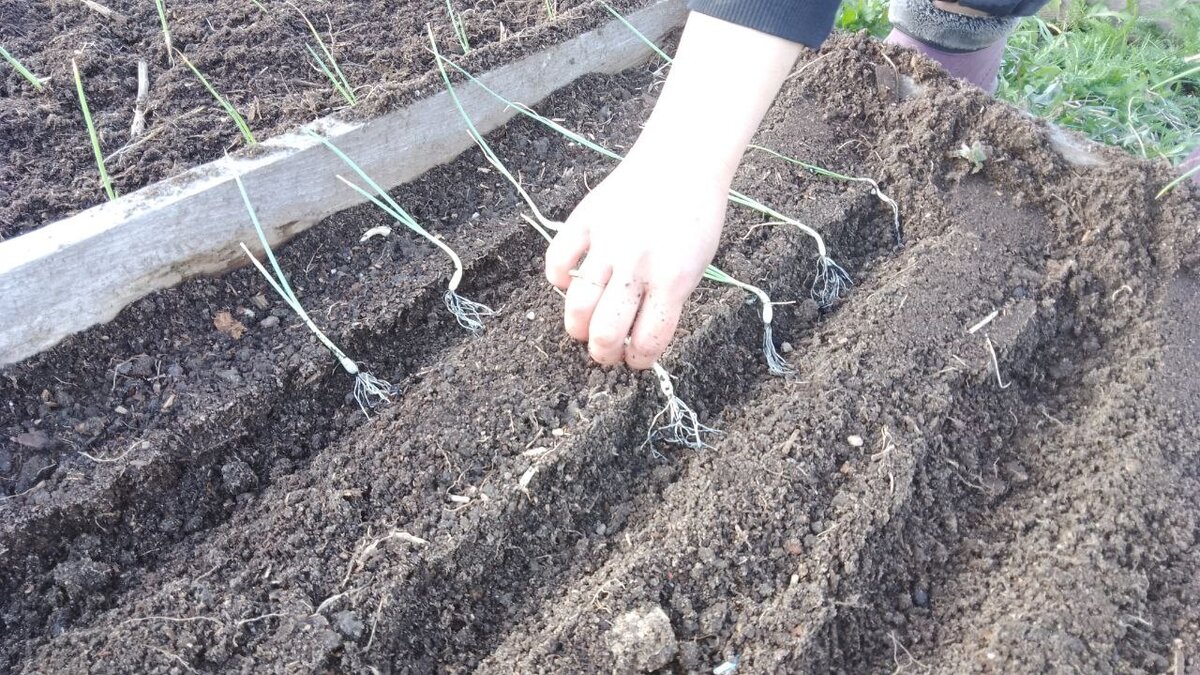 Раскладываем лук в рядки. Фото автора