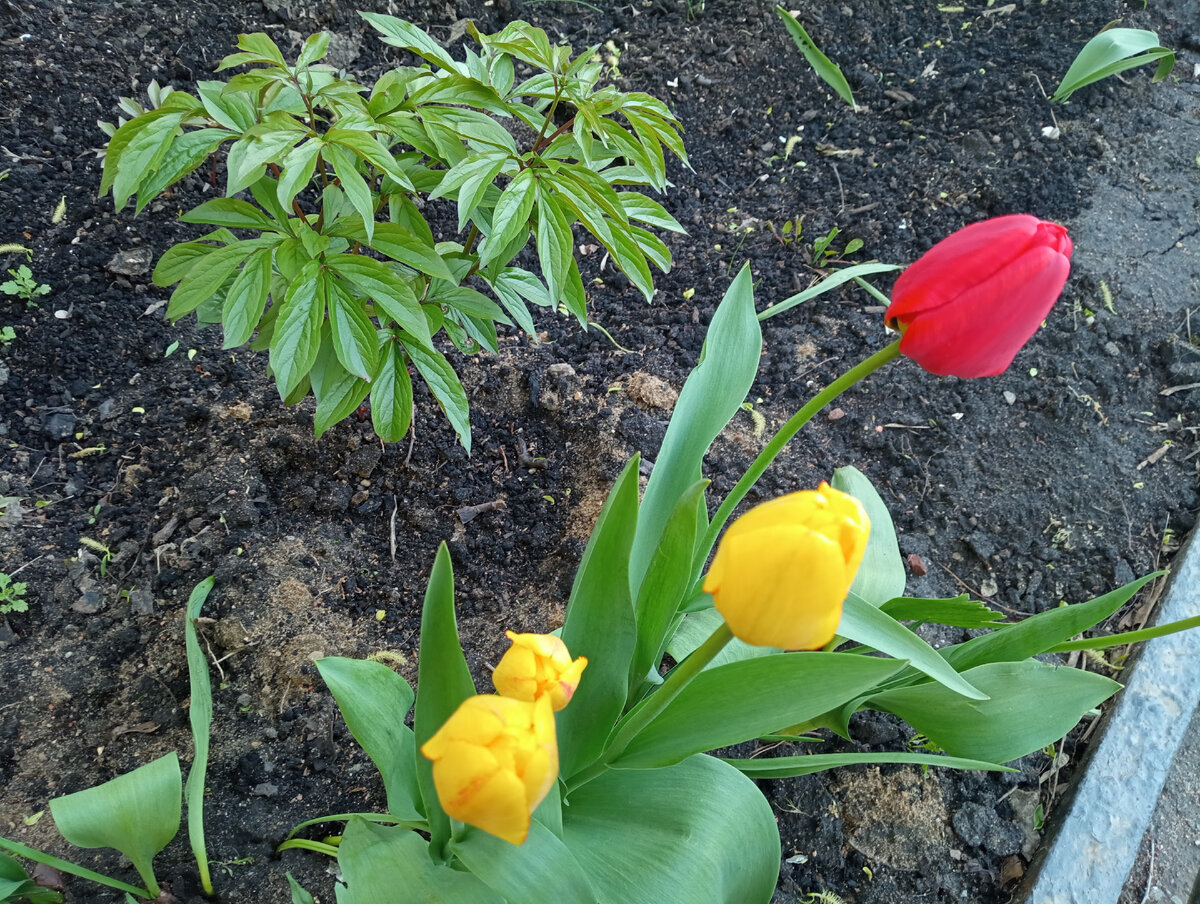 Вовсю колосятся. Пионы крепчают