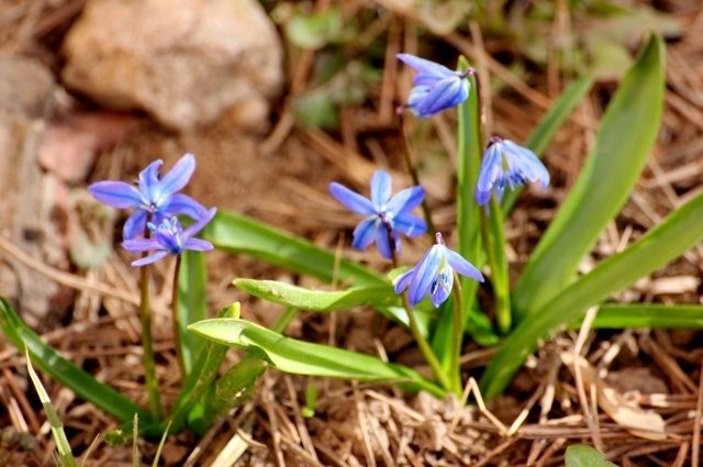    Правда, что есть уголовное наказание за сбор растений из Красной книги РФ?