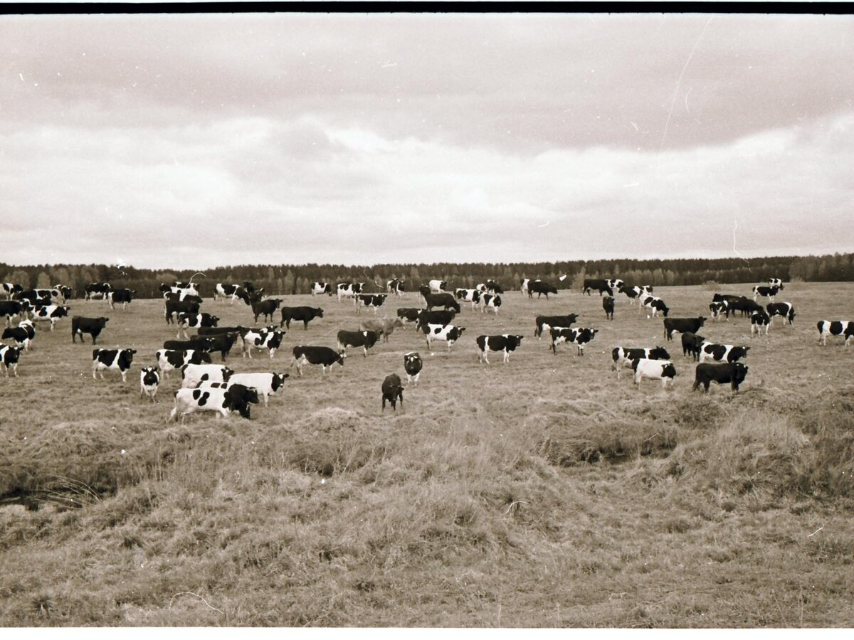 Фото из архива Н.Лебедева