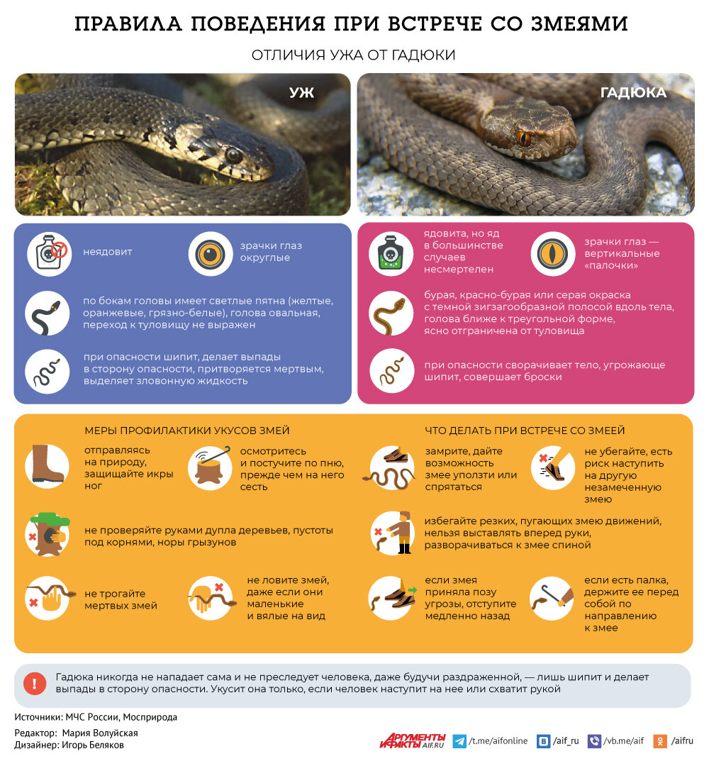 Правила поведения при встрече со змеями. Инфографика | Аргументы и факты –  aif.ru | Дзен