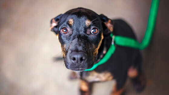    Что делать, если собака всего боится: советы кинолога Алина Городниченко