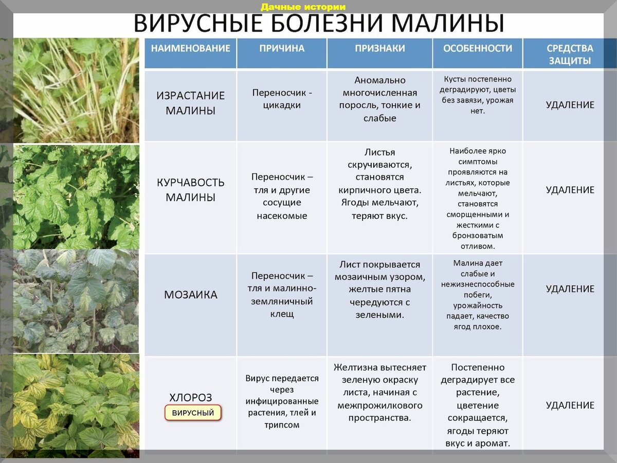 Май на даче: список важных дел для любого дачника, которые надо успеть  сделать в саду и огороде в начале мая | Дачные истории | Дзен