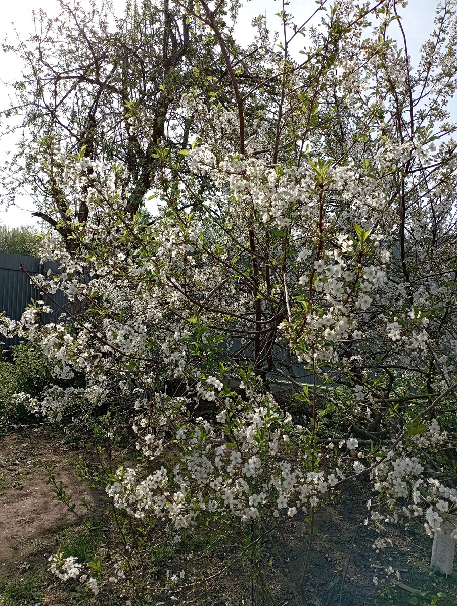 Возле вишен запах фантастический! И очень много пчел, все гудит вокруг!!!