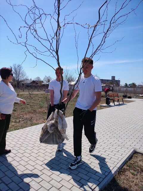 Высадка аллеи в посёлке Новоорск.