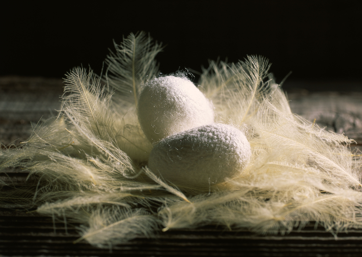 Кокон шелкопряда