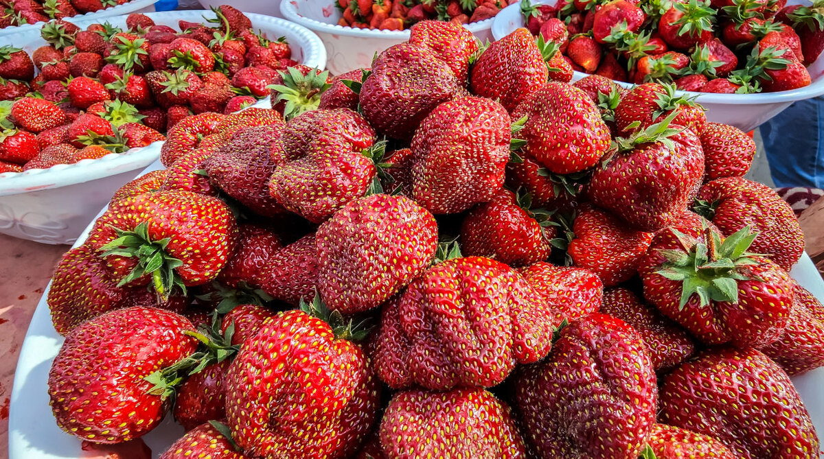 Спелая клубника сорта «Изабелла». Фото Андрея Кудряшова / «Фергана»