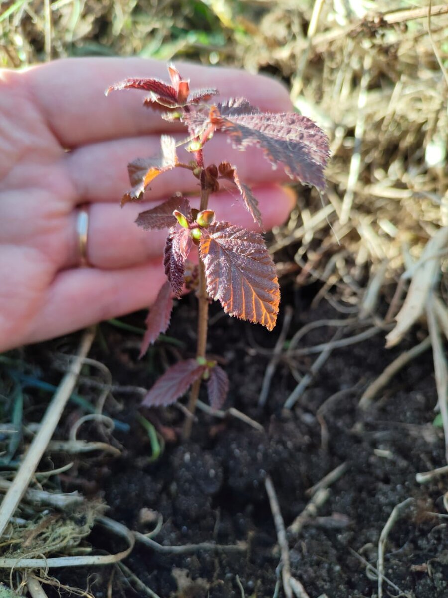 Фото автора "Красный фундук"