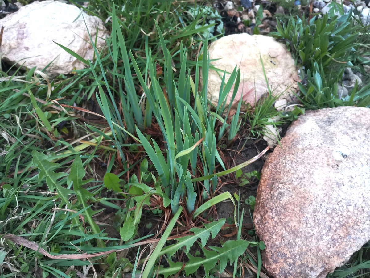 На этом фото от злаковых сорняков рядом мало отличим... Фото автора