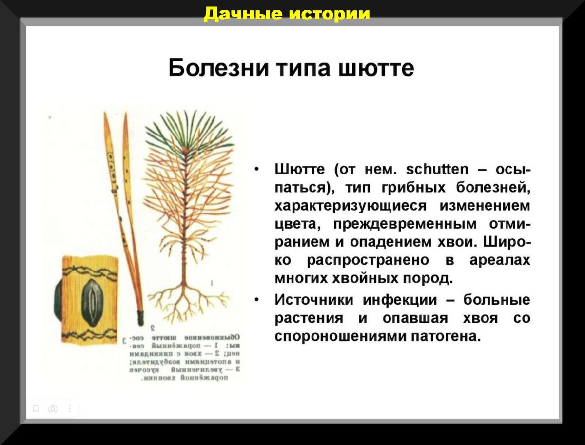 Начало мая на даче: шпаргалка для дачника, или что надо успеть сделать в  эту горячую пору | Дачные истории | Дзен