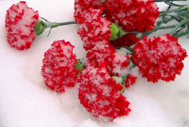 Яндекс.Картинки.