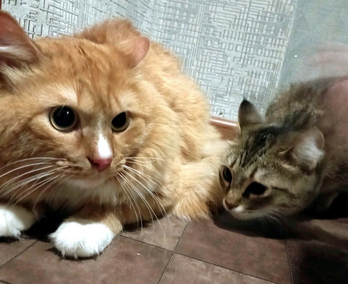 Матрёна готова подружиться с новым членом семьи, а рыжий не согласен на дружбу