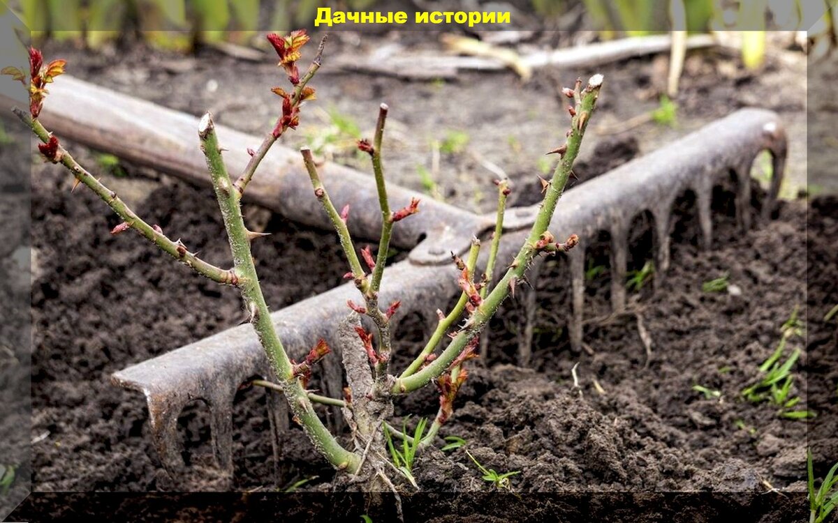 https://vk.com/photo-159774511_457260167