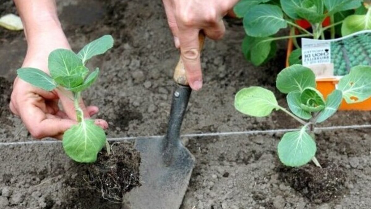 Сроки высадки семян на рассаду таблица. Перец джемини рассада. Сроки посадки овощных культур в открытый грунт. Таблица сроков посева семян овощей на рассаду. Когда садить рассаду для открытого грунта.