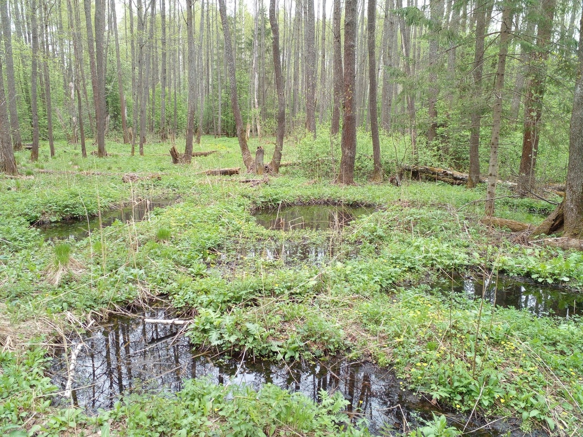  📷    Бугурусланские поисковики отряда «Рубеж» завершила экспедицию «Западный фронт- 2023» Марина Шарт