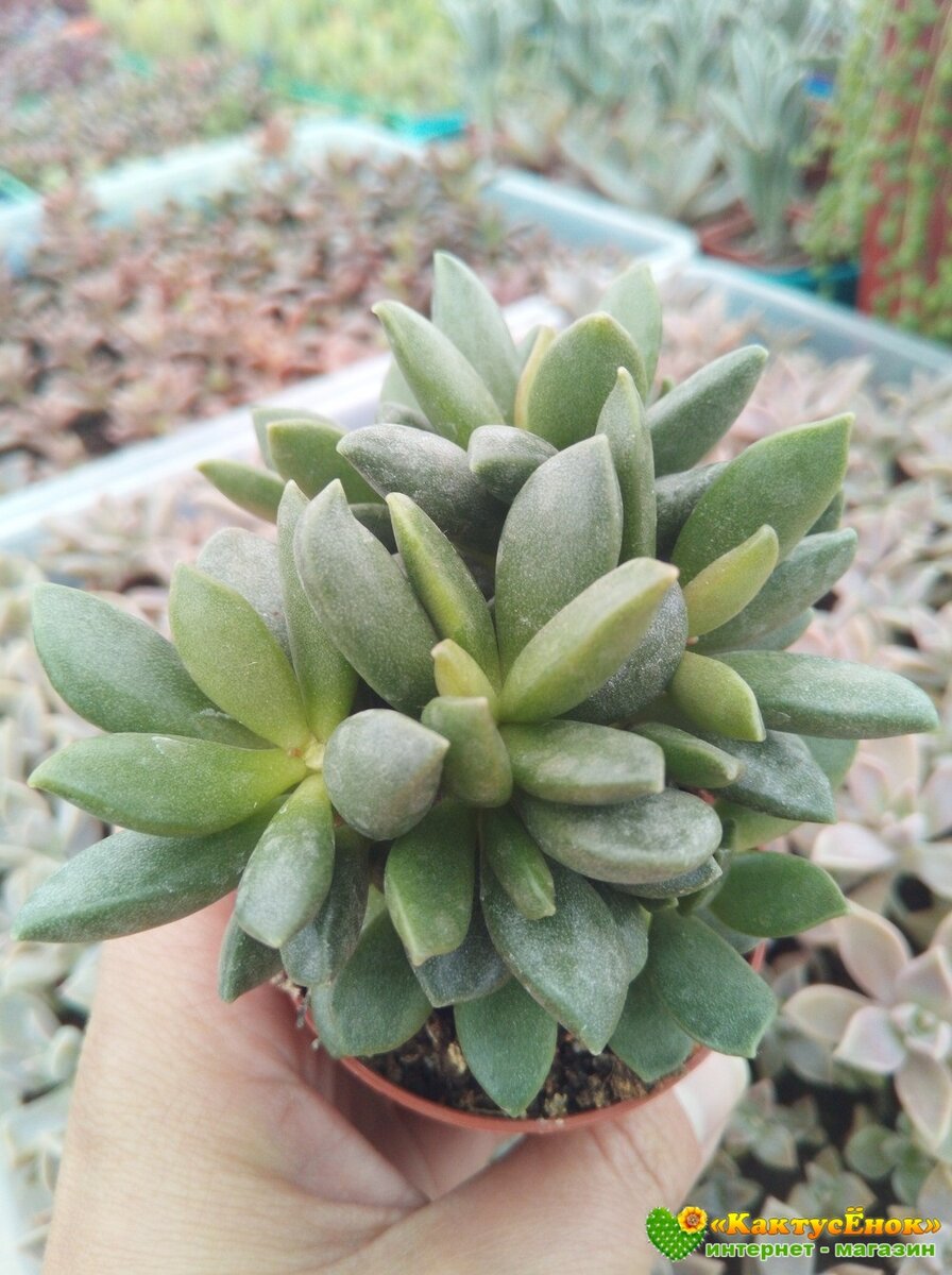 Адромискус Хемисфаерикус (adromischus hemisphaericus). Заказать можно на сайте  https://cactusenok.ru с доставкой по всей России. фото из питомника Кактусёнок. РФ