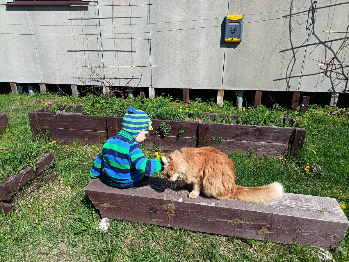 Кот работает красивым котом