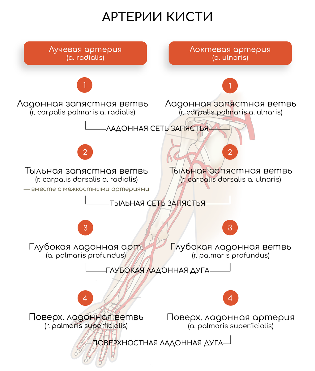 Сосуды кисти | Александр Сеченов из медицинской онлайн школы - Sechenov  Universkill | Дзен