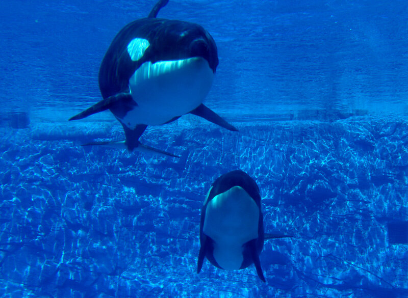 фотография взята из открытого доступа сети интернет / Фото Vladislav Litvinov ( Flickr.com)