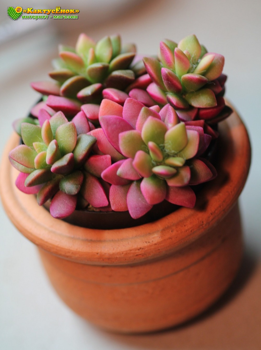 Анакампесрос прост и неприхотлив в уходе. легко размножается листовыми черенками. Заказать можно на сайте Кактусёнок. РФ с доставкой по всей России. фото из питмоника Кактусёнок. РФ