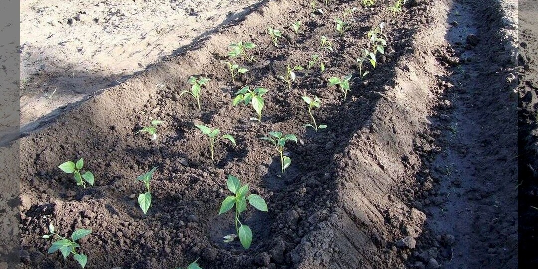 Перцы перед высадкой, во время высадки, сразу после высадки: разбираем основные проблемы, даем советы, отвечаем на вопросы