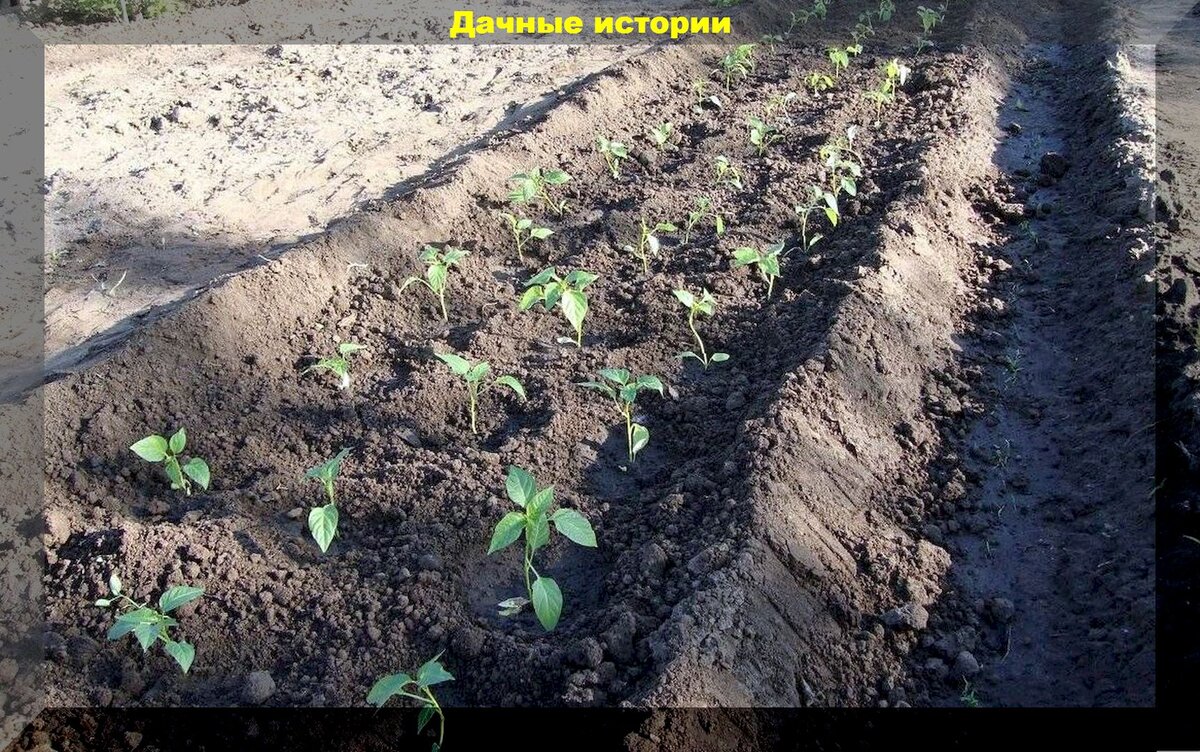 Грядки перца фото