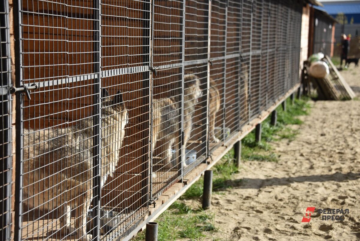 Две спасенные собаки пока находятся в приюте.  Фото: Полина Зиновьева