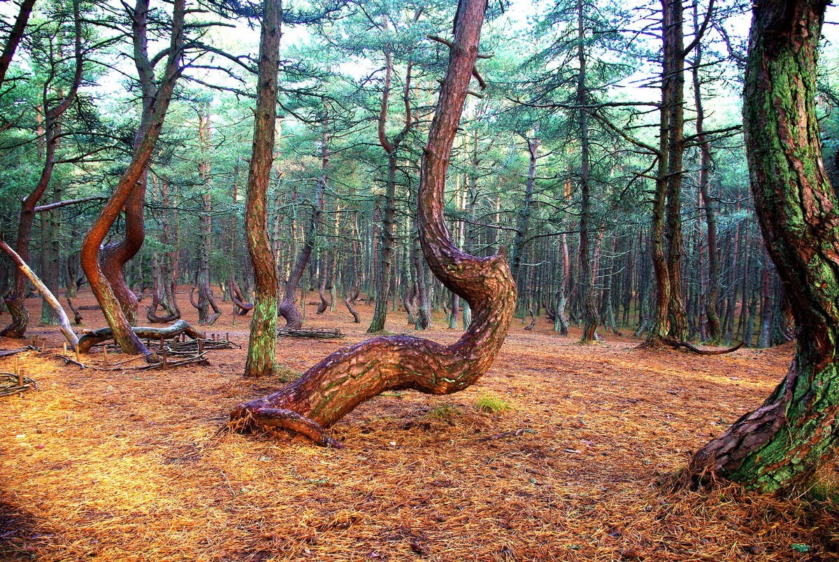 Танцующий лес калининград фото