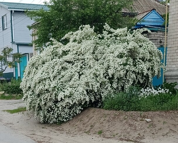Очень красивый куст, по дороге в магазин 🙂