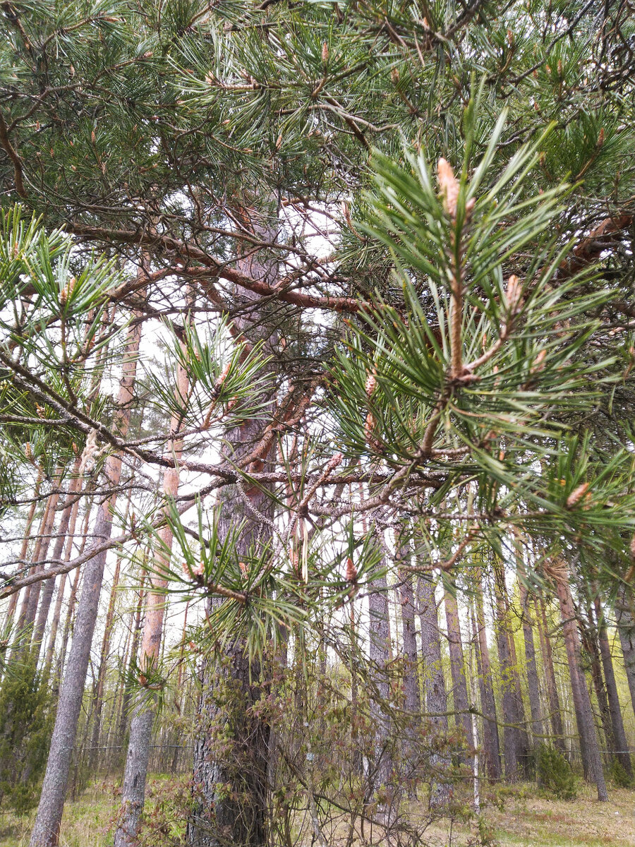 Сосновый лес 