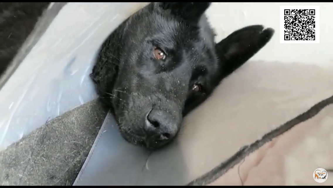 Собака начала лаять очень громко