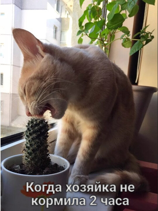 Смельчак и кактус