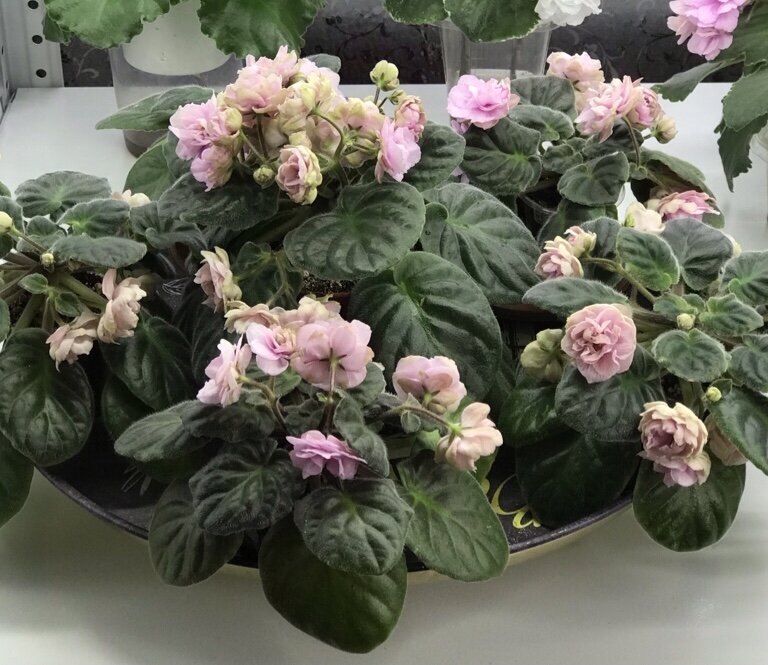 Сортовая  фиалка TV-Розовая жемчужина. Урожай 2023 года :) От 1 листа. Еще 2 розетки не вошли на поднос. 