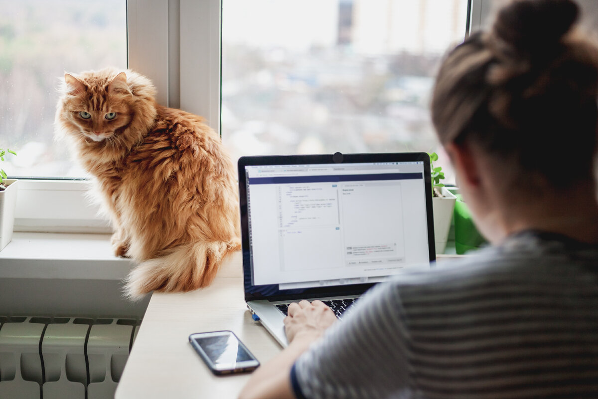 3 кота работают. Котик с ноутбуком. Кот на работе. Офисный кот. Котик в офисе.