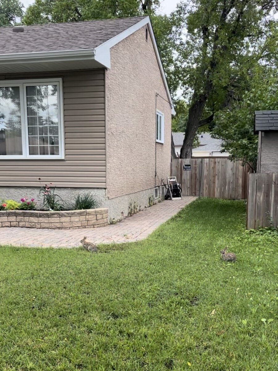 Двор канадского дома, где пасутся кролики. Фото автора.