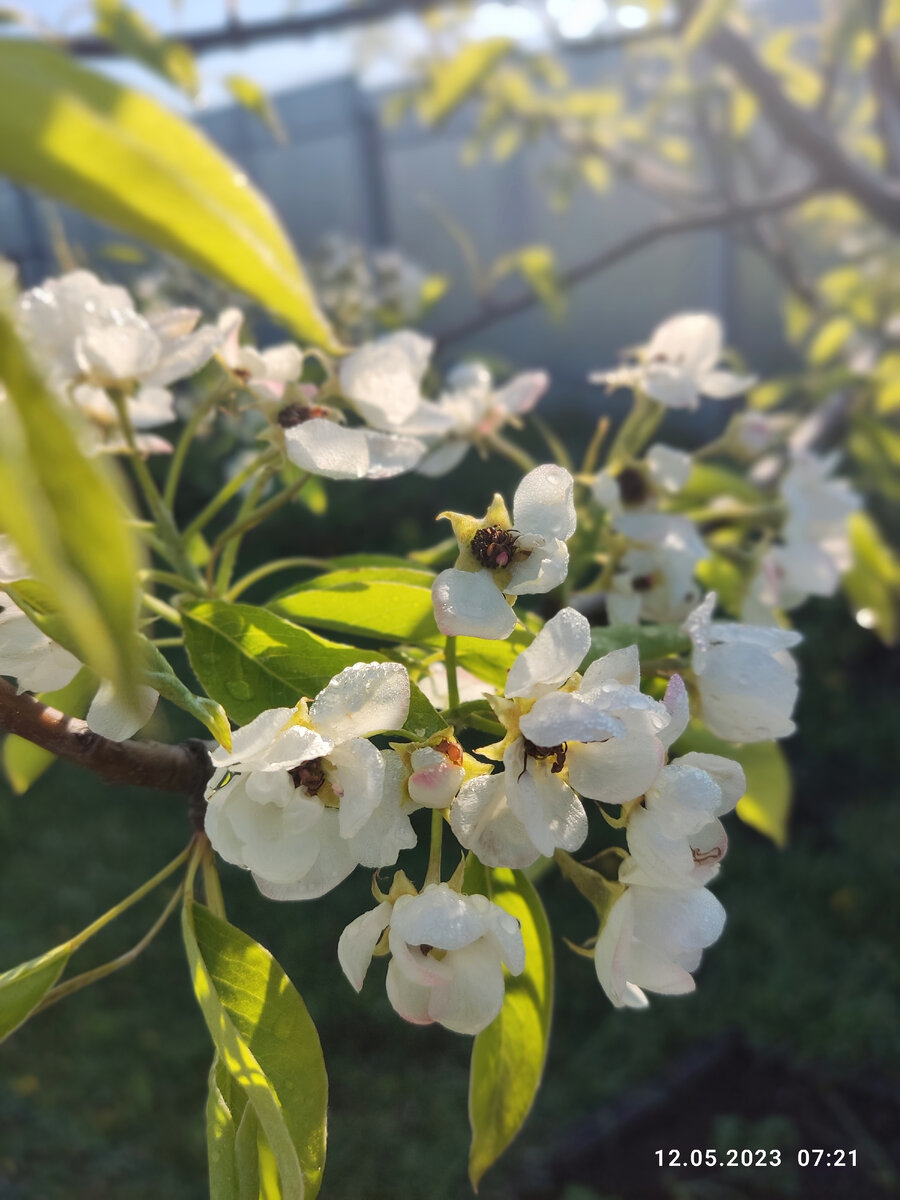 Груша неженка 