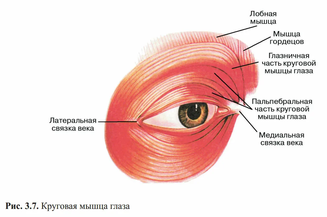 Веко на латыни. Круговая мышца глаза анатомия. Круговая мышца глаза (m. orbicularis Oculi). Крепление круговой мышцы глаза. Мышца опускающая верхнее веко анатомия.