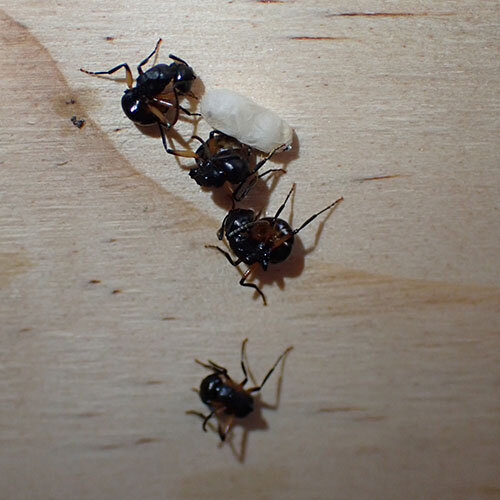 На этом снимке муравьи вида Polyrhachis femorata симулируют смерть. Фото S. 'Topa' Petit.
