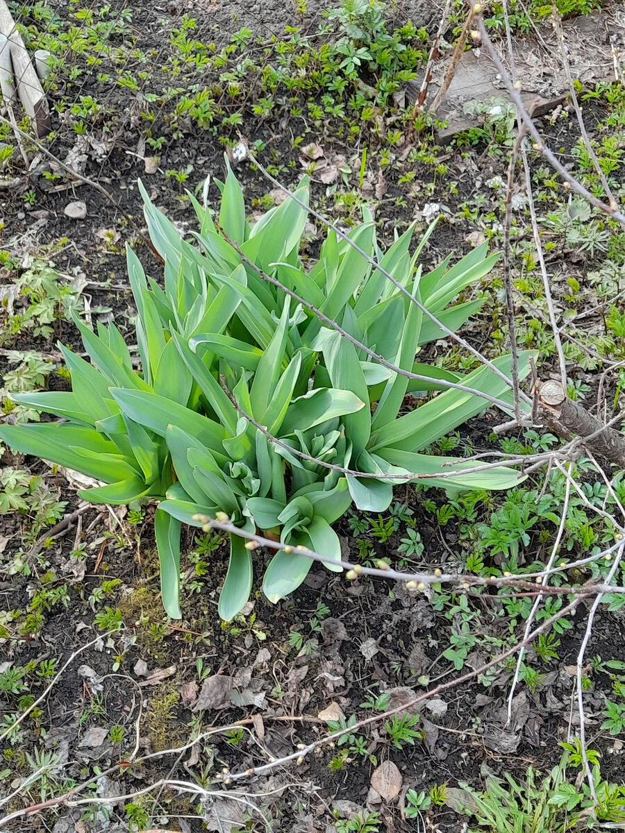 Фото автора. Тем временем на даче