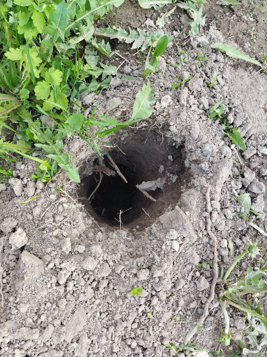 Муж испытывал в дерне - глубина сантиметров 50.