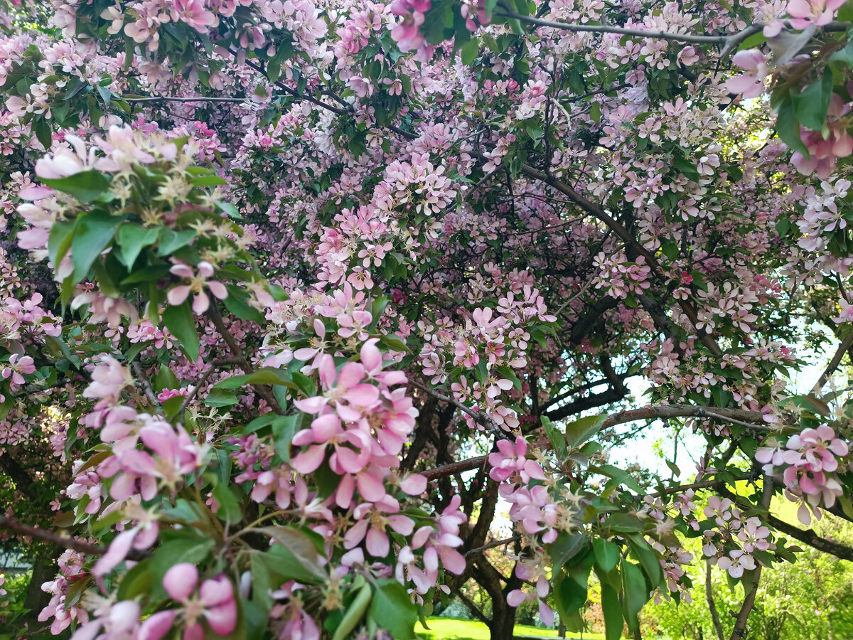 ЦМТ, фото автора