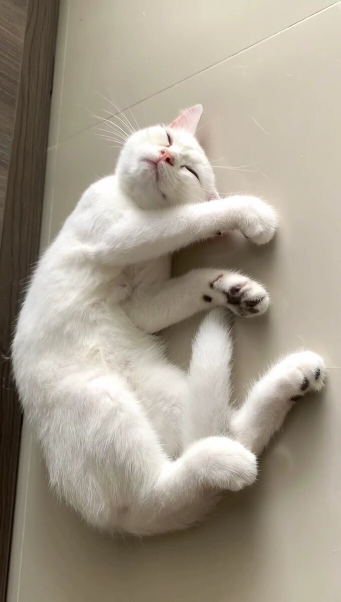 Фото автора. Кот подруги. 