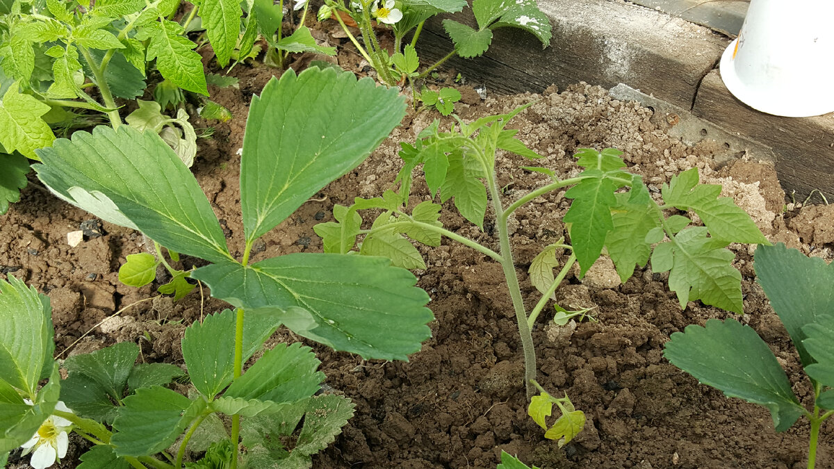 Необычное соседство: земляника садовая и помидор. Так уж вышло)