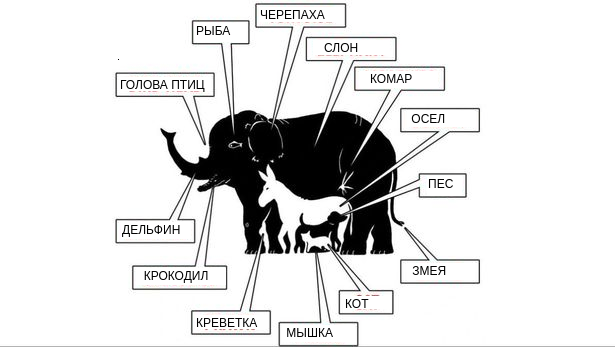 На картинке изображены слон, комар, осел, собака, змея, кошка, мышь, креветка, крокодил, дельфин, голова птицы, рыба и черепаха.