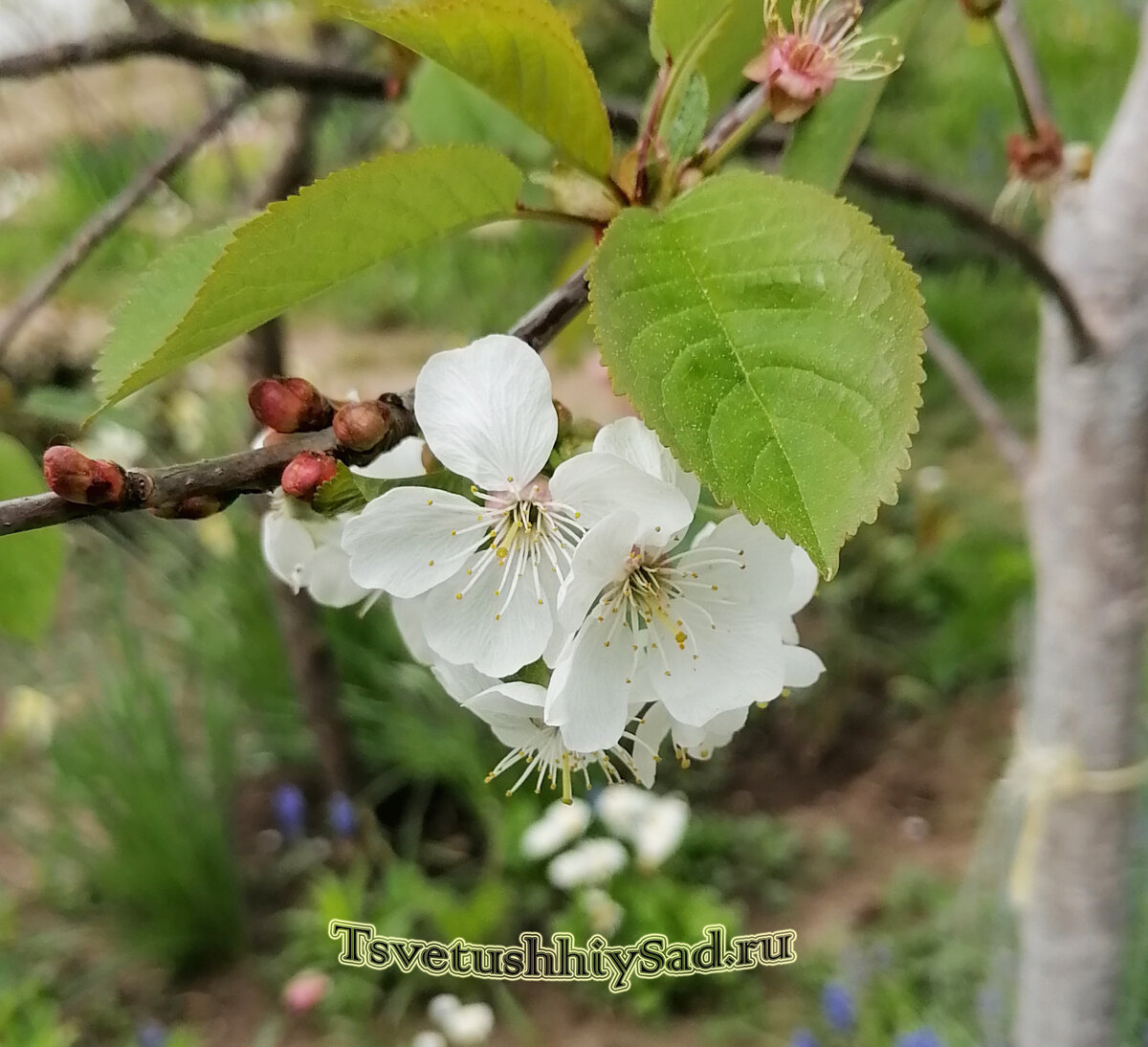 Черешня цветёт третью неделю